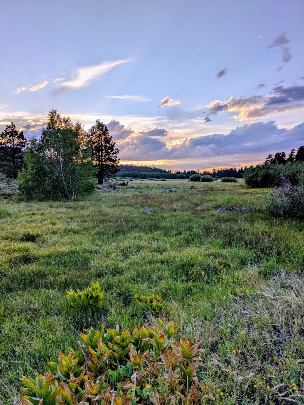 A high desert meadow at sunset with pine trees, wildflowers, and a colorful sky